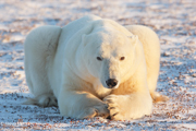 POLAR BEARS OF HUDSON BAY